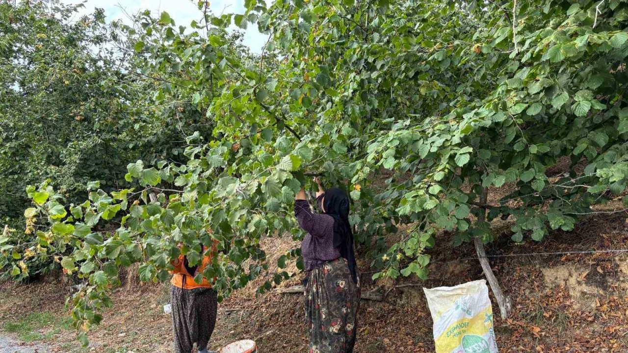 Karadeniz'den önce hasada başladılar: Düzce'den lezzetli haber