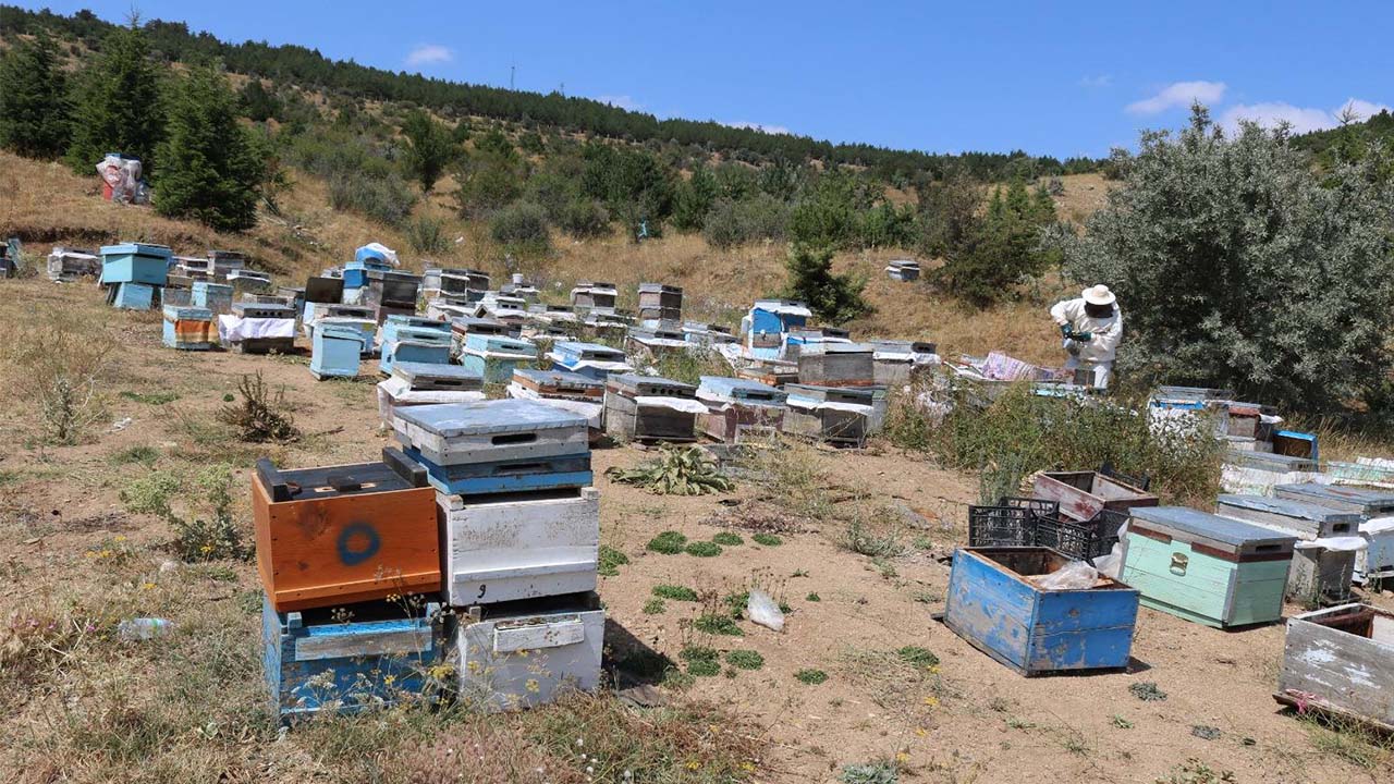 Yozgat’ta 13 Bin Fidan Toprakla Buluştu: Yozgat Balda Merkez Oluyor
