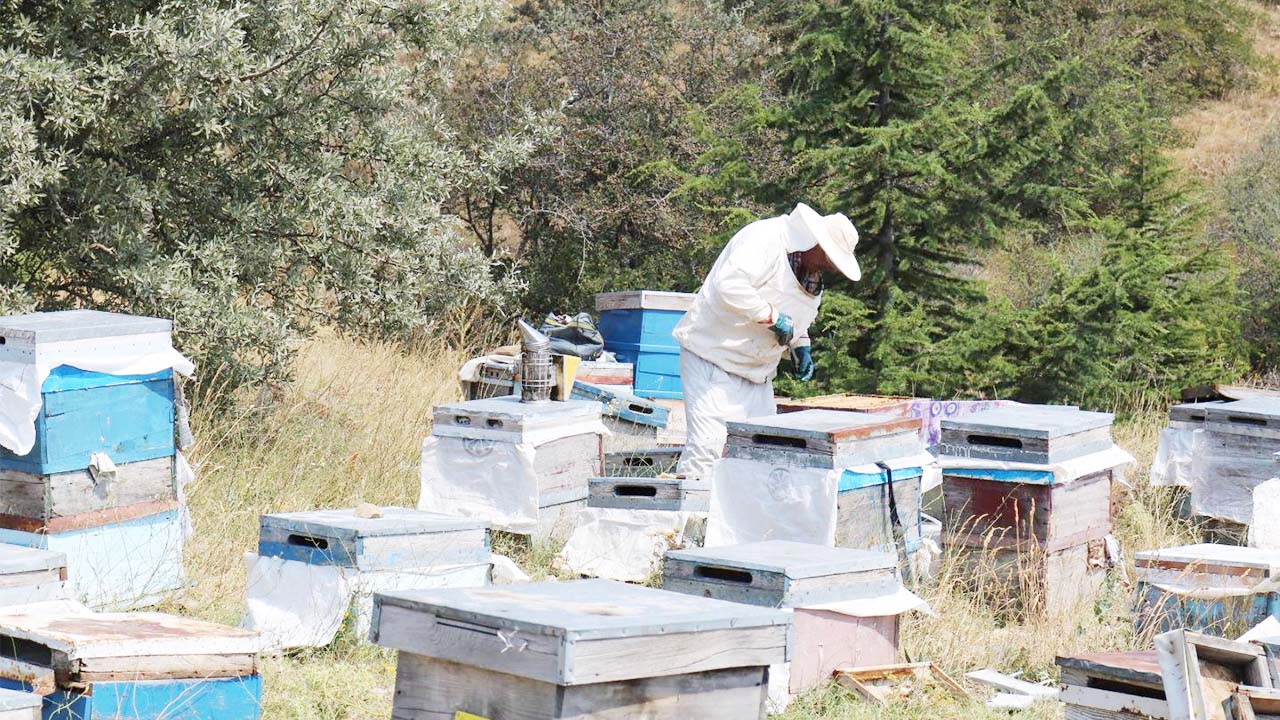 Yozgat’ta Bal Ormanı Sayısı 17’ye Ulaştı: Arıcılığa Büyük Destek