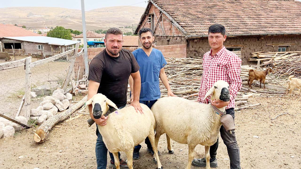 Yozgat’ta Akkaraman Koyununa Melatonin Projesi Başladı!