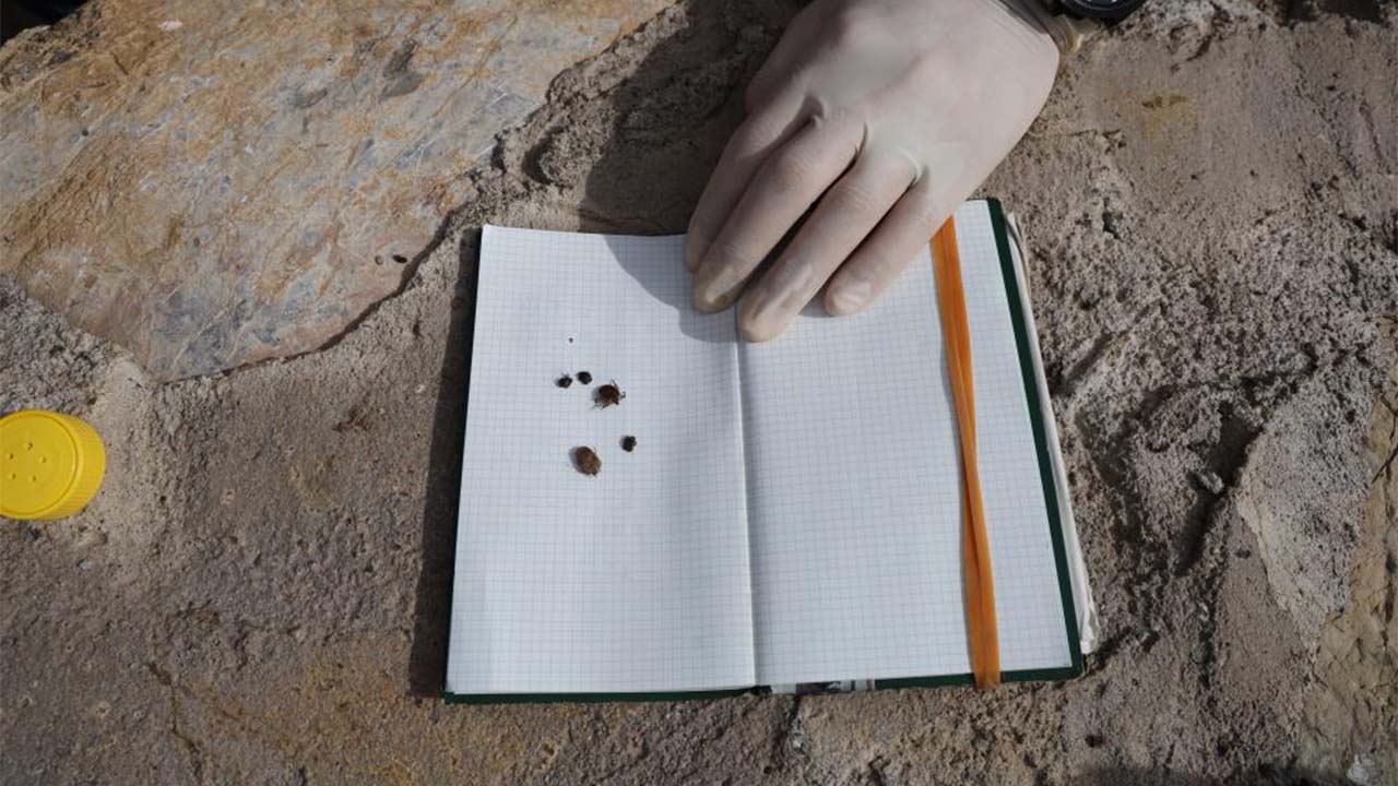 Kenelere Karşı Bilinçsiz Mücadele Tehlikeyi Artırıyor!