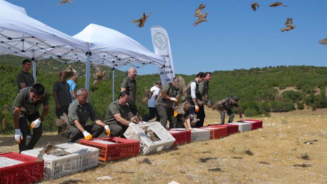 Yozgat Dahil 8 İlde Kene Avcıları İş Başında: Keklikler Uçtu