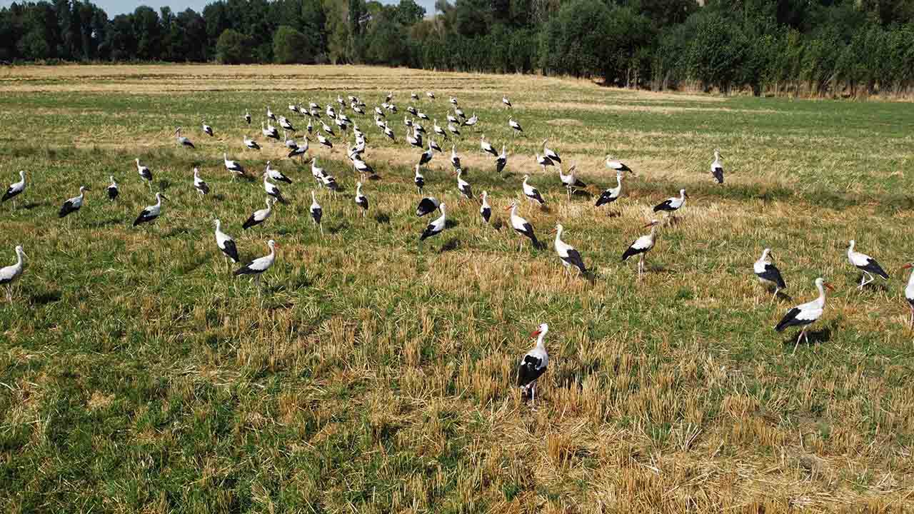 Yozgat’ta Onlarca Leylek Tarlada Beslenirken Dronla Görüntülendi