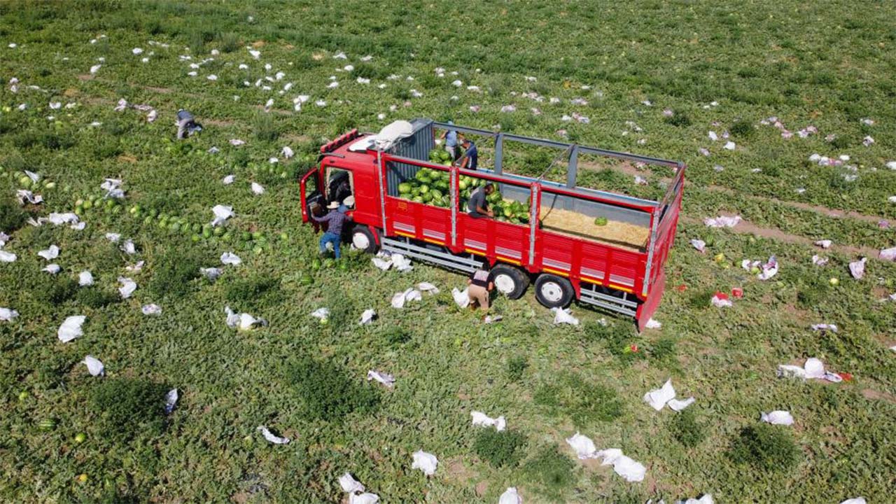 Yozgat Sekili Karpuzu Sıcağa Meydan Okuyor: 40 Derecede Hasat Mesaisi