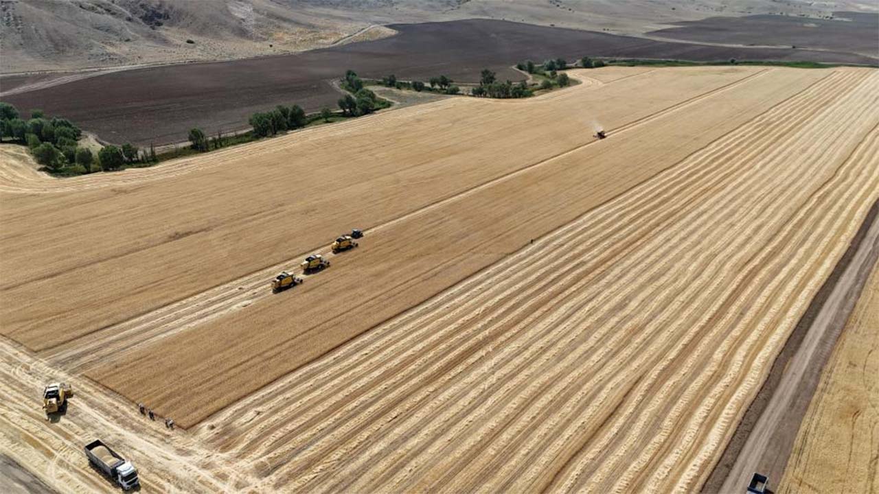 Türkiye’nin Önemli Üretim Merkezi Ulaş’ta Hasat Sezonu Açıldı