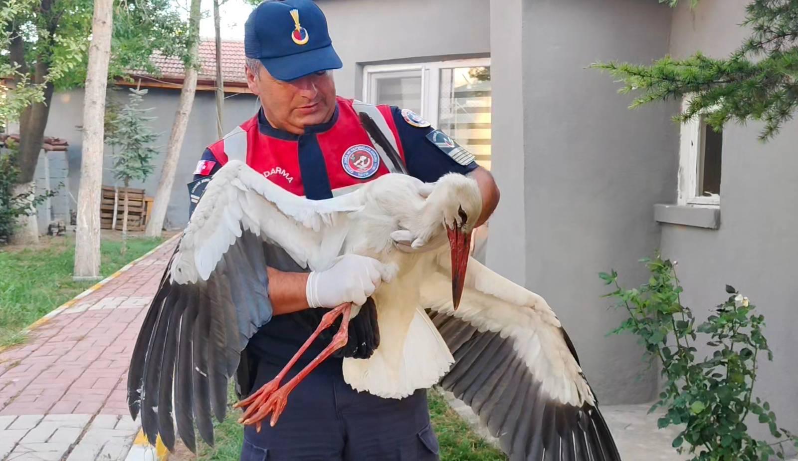 Yozgat’ta Yaralı Leylek Kurtarıldı