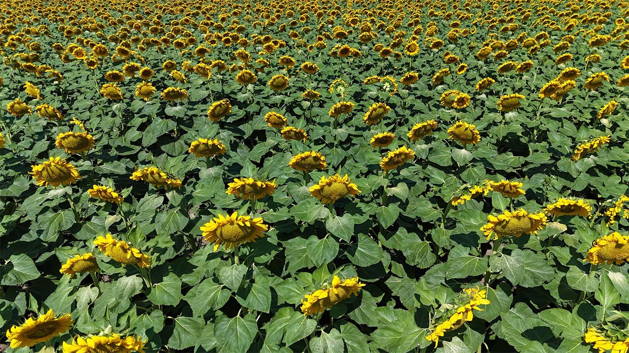 Yozgat’ta Ayçiçeği Rekoru: 7 Bin Dekarda Üretim Gerçekleşti