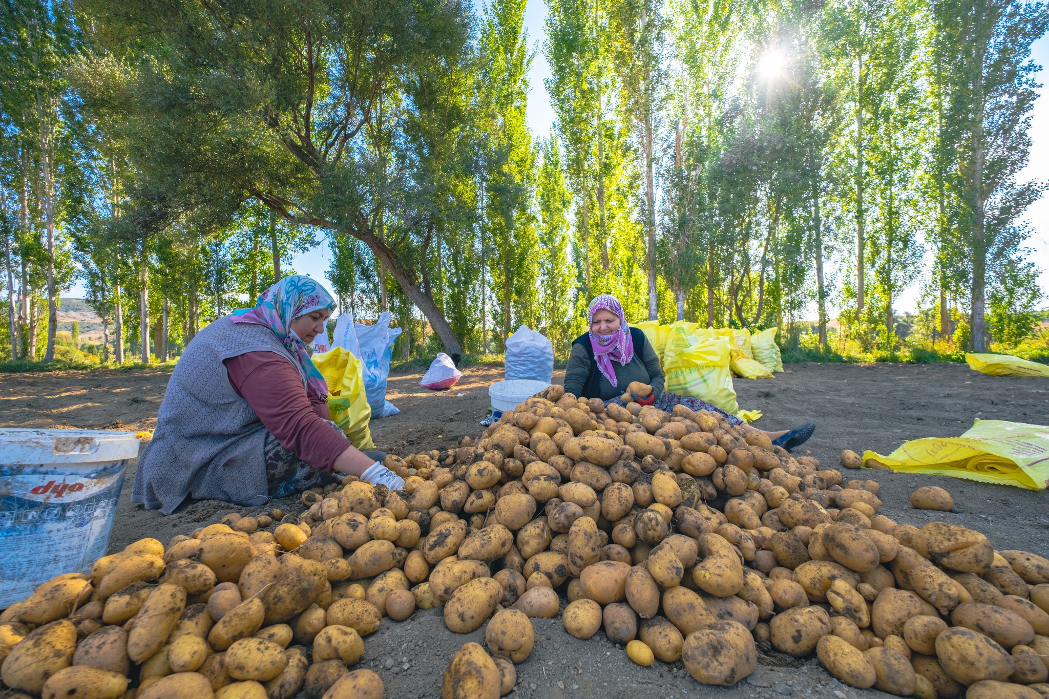 Yozgat’ta patatesin yolculuğu fotoğraf karesine öyle bir yansıdı ki!