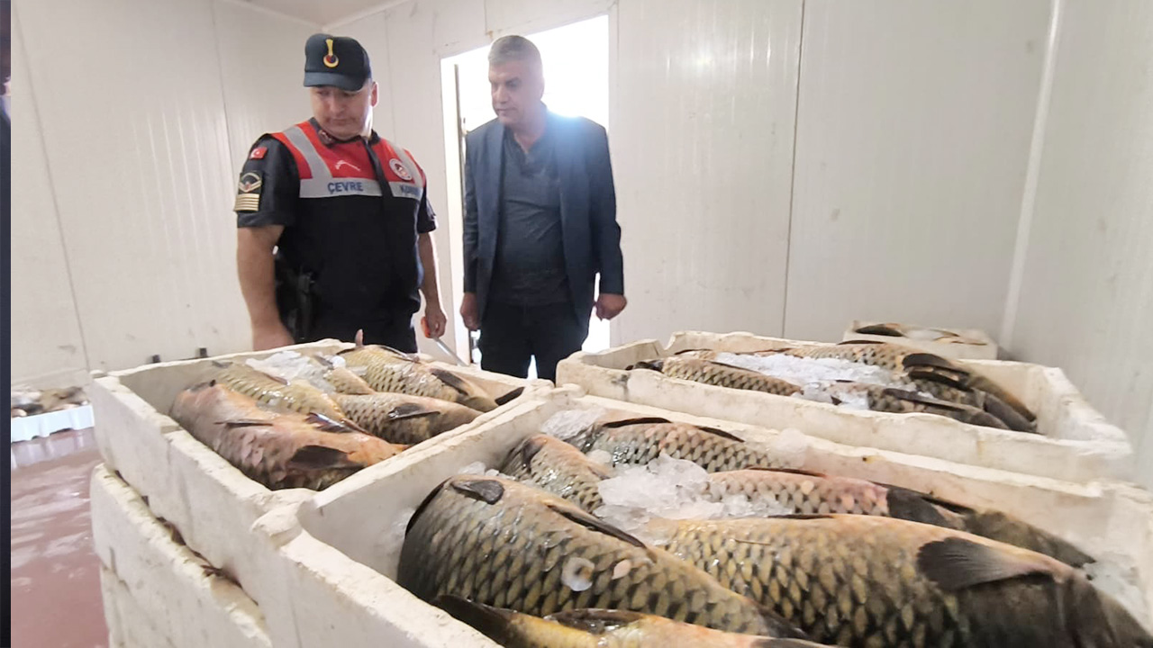 Yozgat İl Jandarma Komutanlığı balık denetiminde