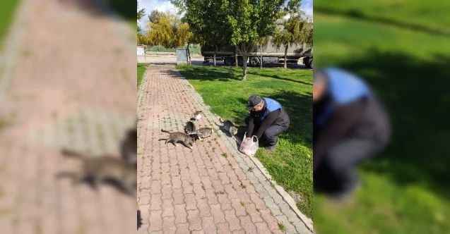 Polisler, sokakta yaşayan sahipsiz kedilere yiyecek bıraktı