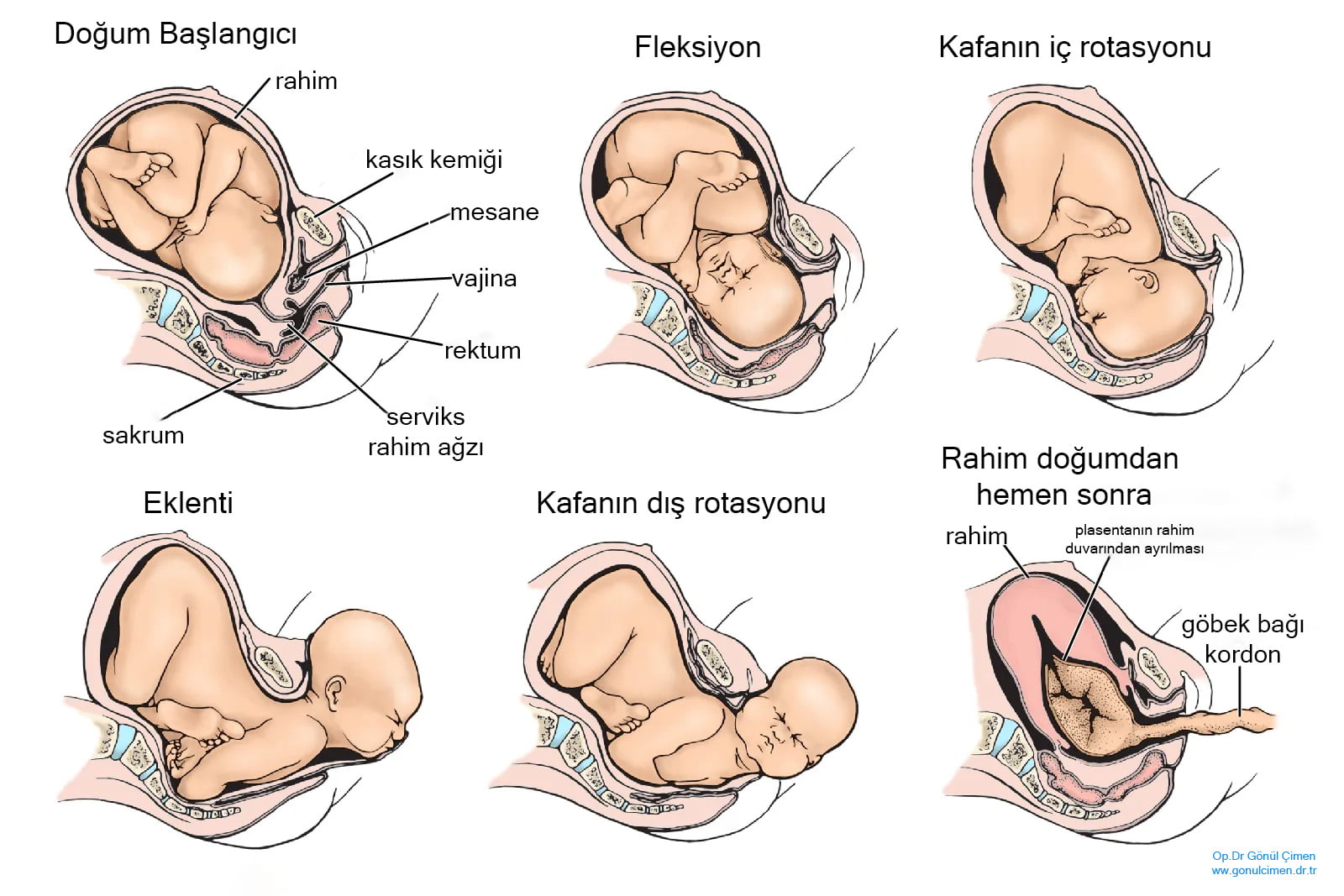 Normal Doğum Nasıl Olur Resimli Anlatım