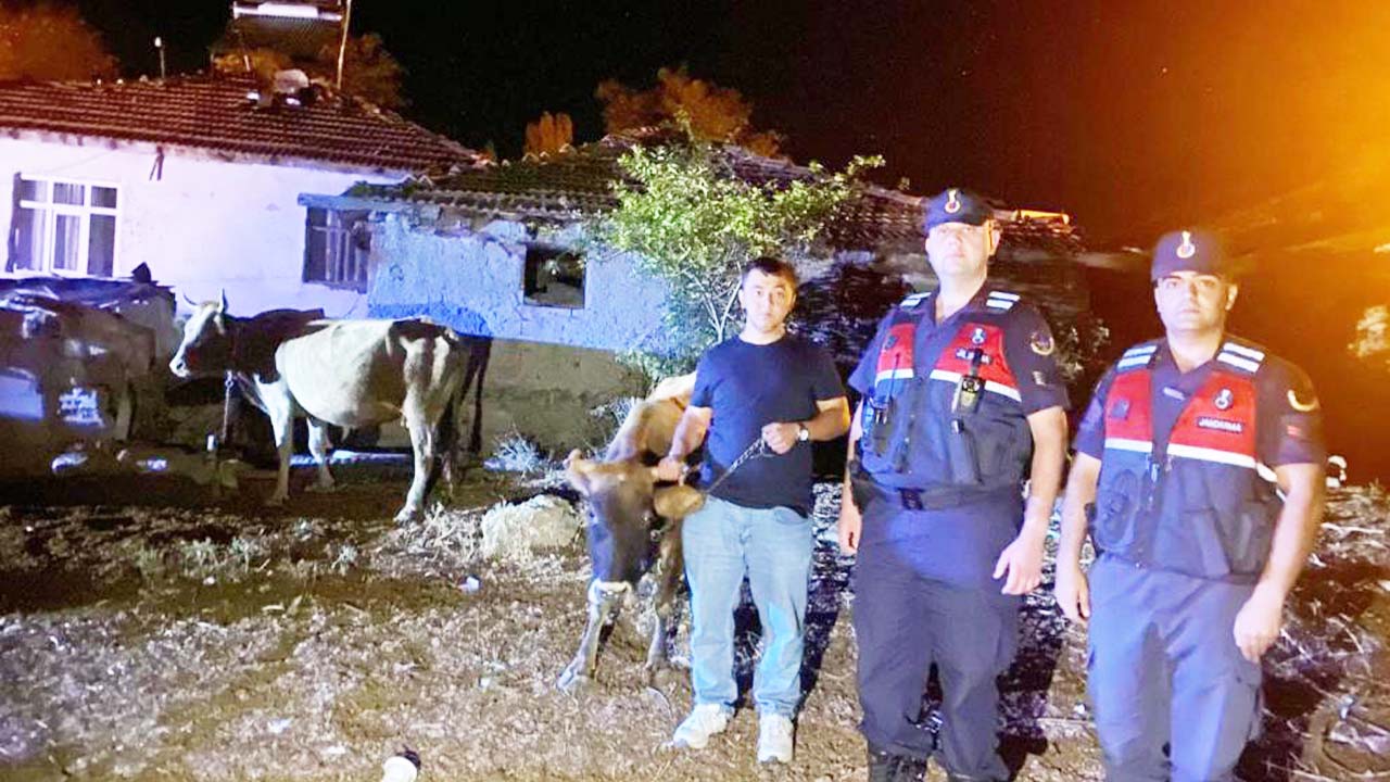 Yozgat’ta Kayıp Büyükbaş Hayvanlara Jandarma Seferberliği!