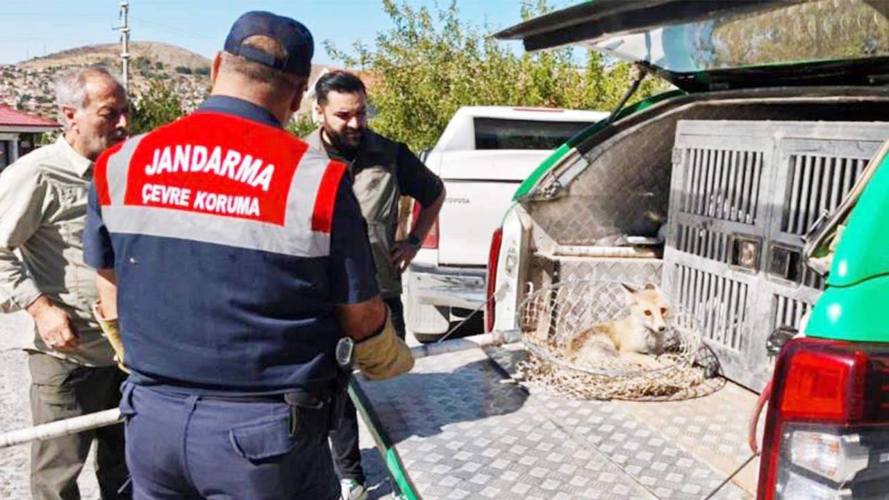 Yozgat’ta Yaralı Tilki Koruma Altına Alındı