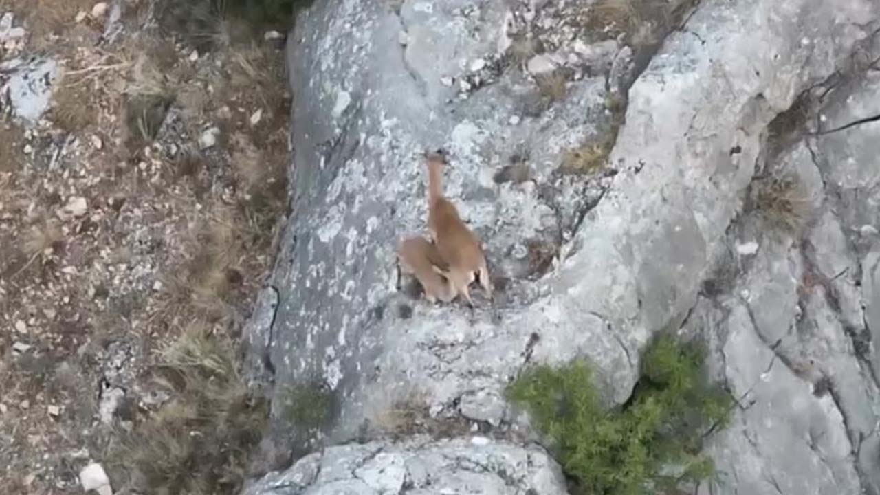 Yozgat'ta Yaban Keçileri Doğaya Tutundu