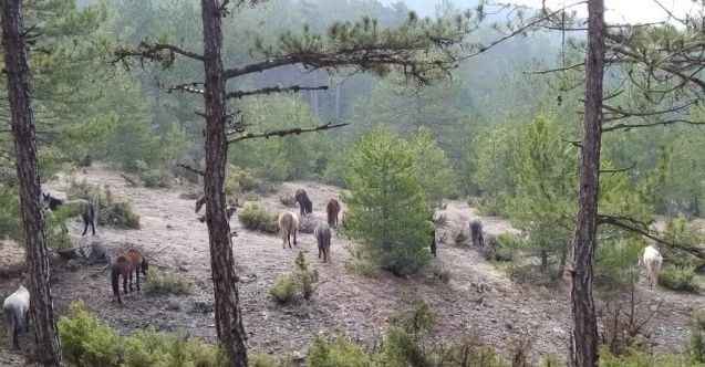 Yabani atlar, orman işçileri tarafından görüntülendi