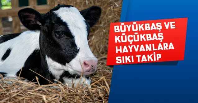 Yozgat Tarım ve Orman İl Müdürlüğü Büyükbaş ve küçükbaş hayvanlara sıkı takip ediyor