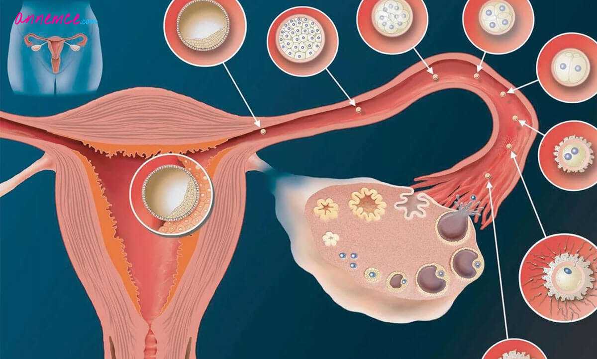 Kadınlarda Yumurtlama Dönemi Nedir