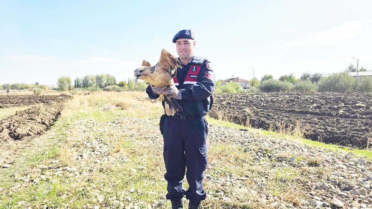 Boğazlıyan’da Jandarmadan Şefkat Eli: Yorgun Şahin Kurtarıldı!