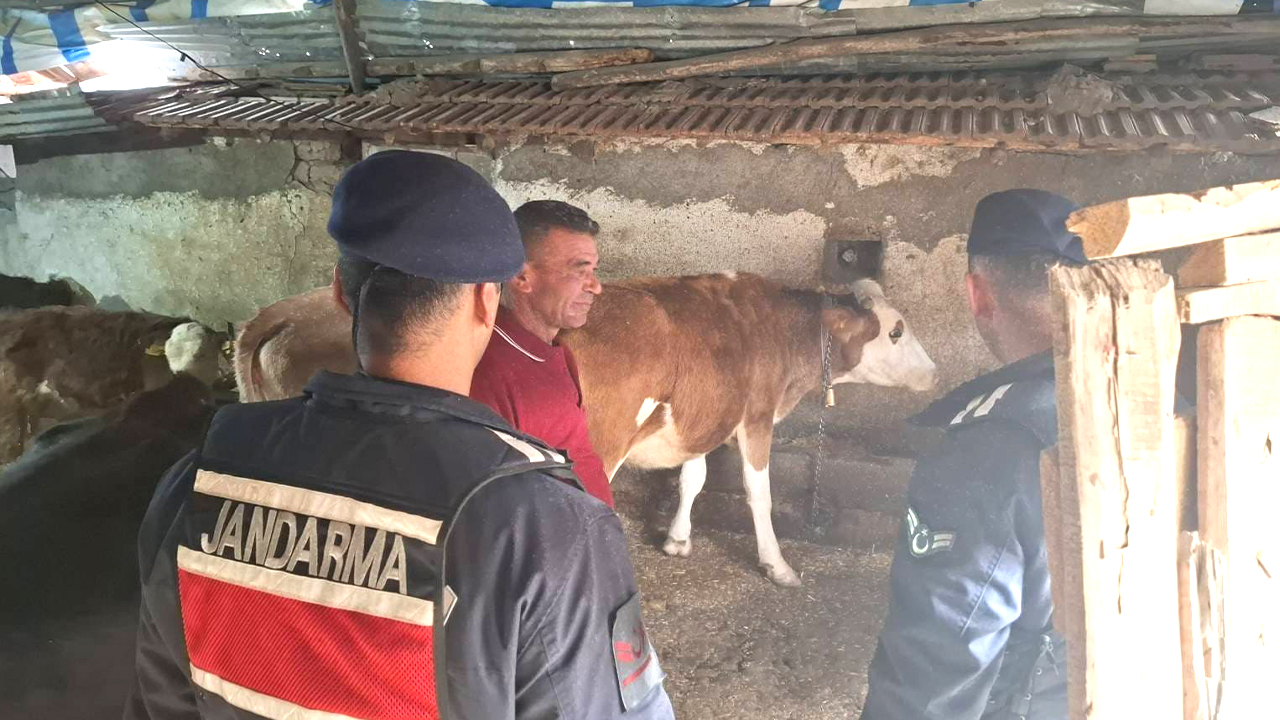 Akdağmadeni Jandarma’dan Kayıp Hayvanlara Hızlı Müdahale