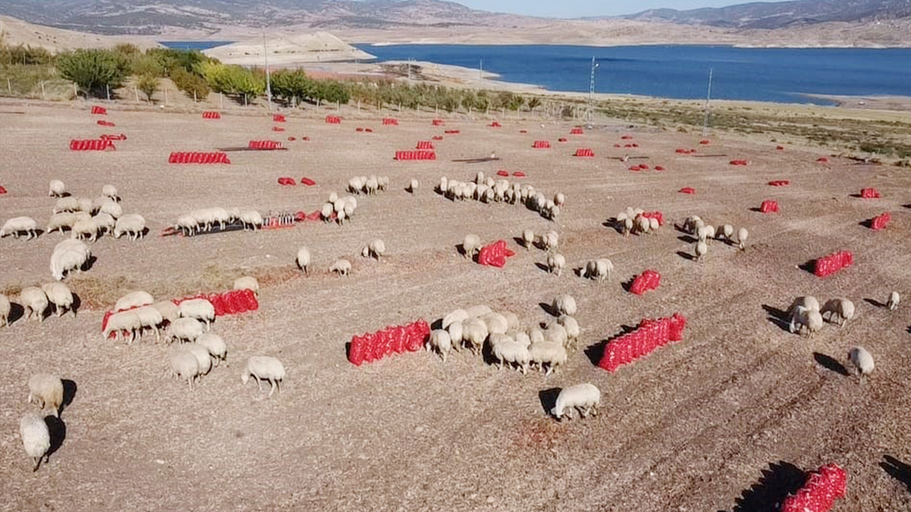 Yozgat’ta yemeklerin vazgeçilmezinde hasat başladı!