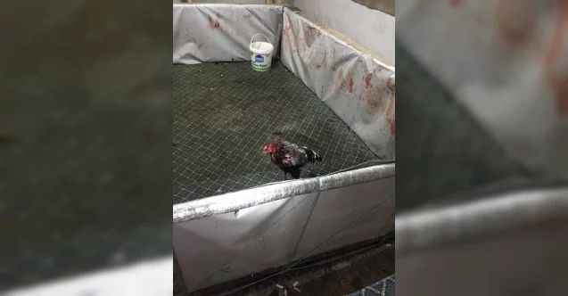 Yozgat’ta horoz dövüşüne polis baskını: 21 kişiye 92 bin 400 Lira para cezası