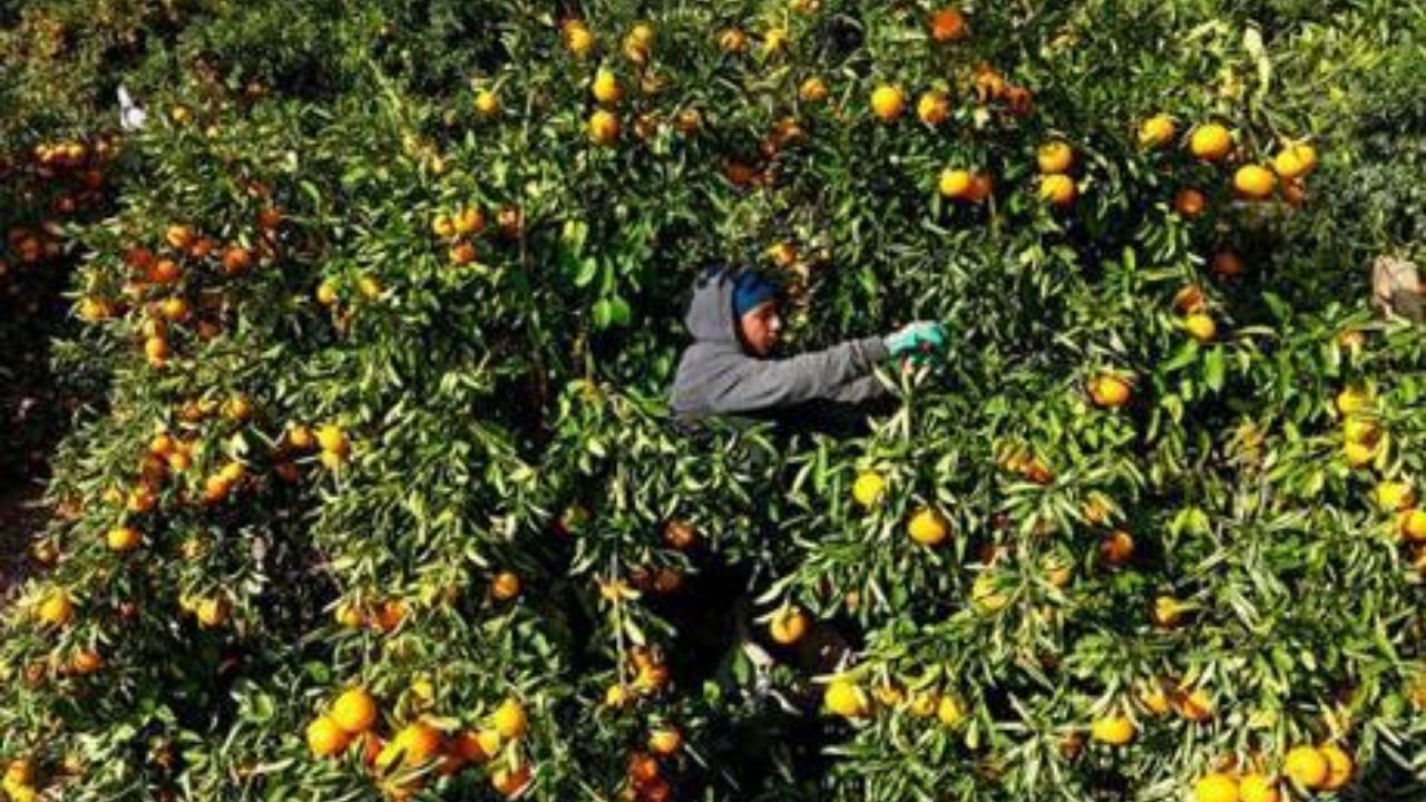 Adana’da Mandalina Dalında Kaldı: Kilogram Fiyatı 3 Liraya Geriledi