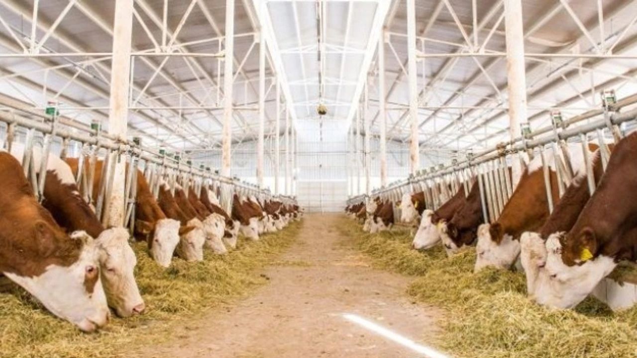 Yozgat’ta Hayvancılık Desteği İçin Geri Sayım Başladı