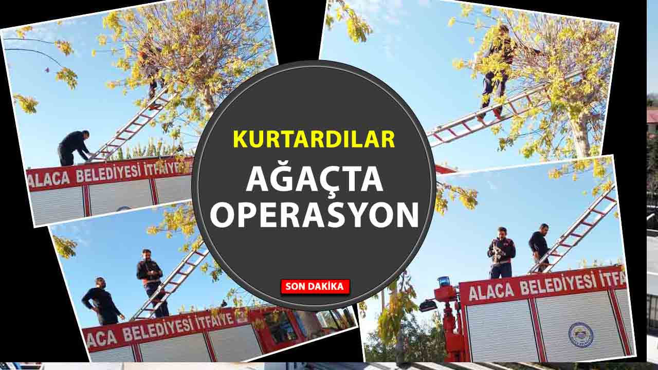 Yozgat’a Komşu Alaca’da kurtarma operasyonu: yavru kedi ağaçtan indirildi