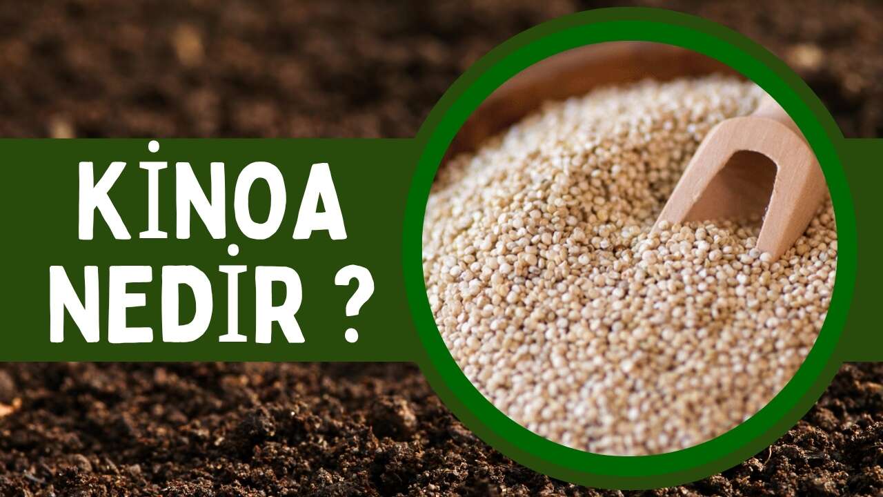 Kinoa Nedir? Faydaları, Besin Değeri ve Tüketim Önerileri