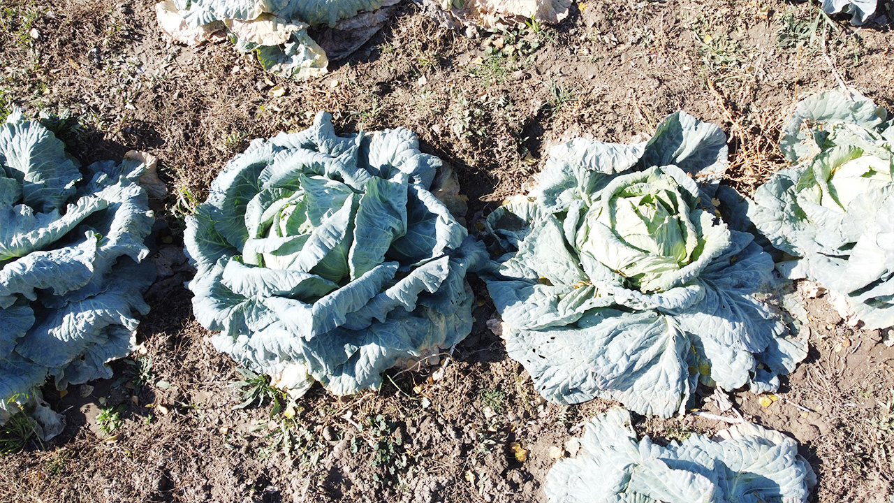 Yozgat’ta lahana almak istiyorsanız bu tarlaya koşun!