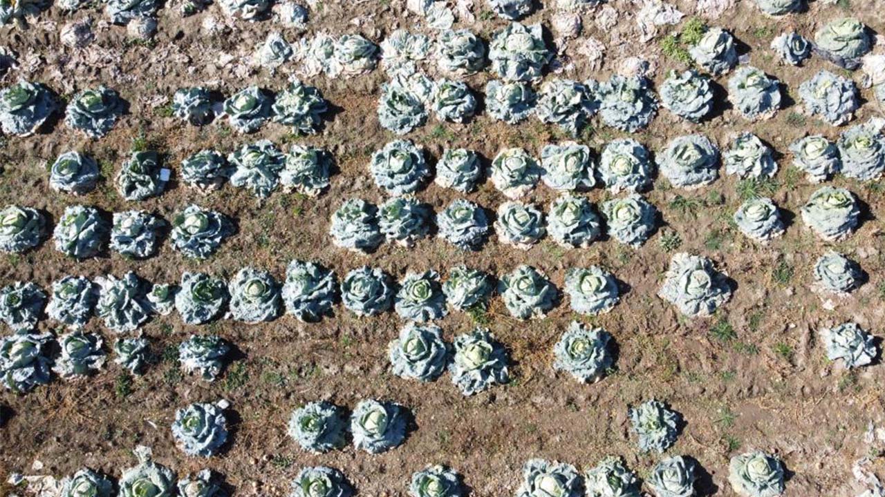 Yozgat’ta Baba-Oğul 30 Yıldır Lahana Üretiyor: Tarladan Sofraya…
