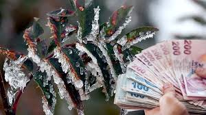 Zirai Don Mağduru Çiftçilere 798 Milyon TL’lik Destek Ödemesi