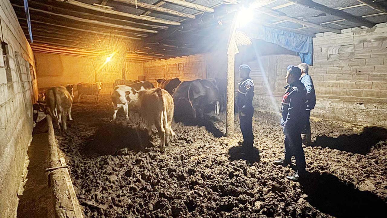 Yozgat’ta Jandarma ve Köy Halkı El Ele Verdi, Kayıp Hayvanlar Bulundu