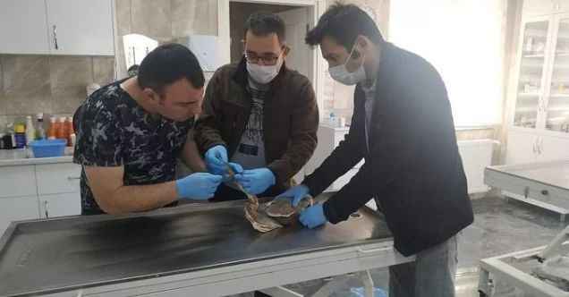 Yaralı Erguvani Balıkçıl Kuşu tedavi altına alındı