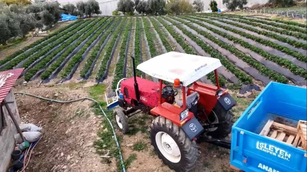 Yaz Meyvesinde Kış Mucizesi: Açıkta Çilek Hasadı Başladı, Kilosu 130 TL