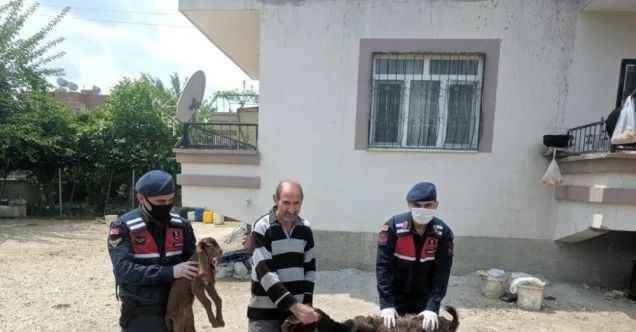Küçükbaş hayvan hırsızları yakalandı