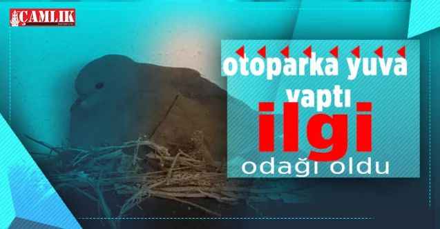 Yozgat'ta Otoparkın içine yuva yapan kuş ilgi odağı oldu