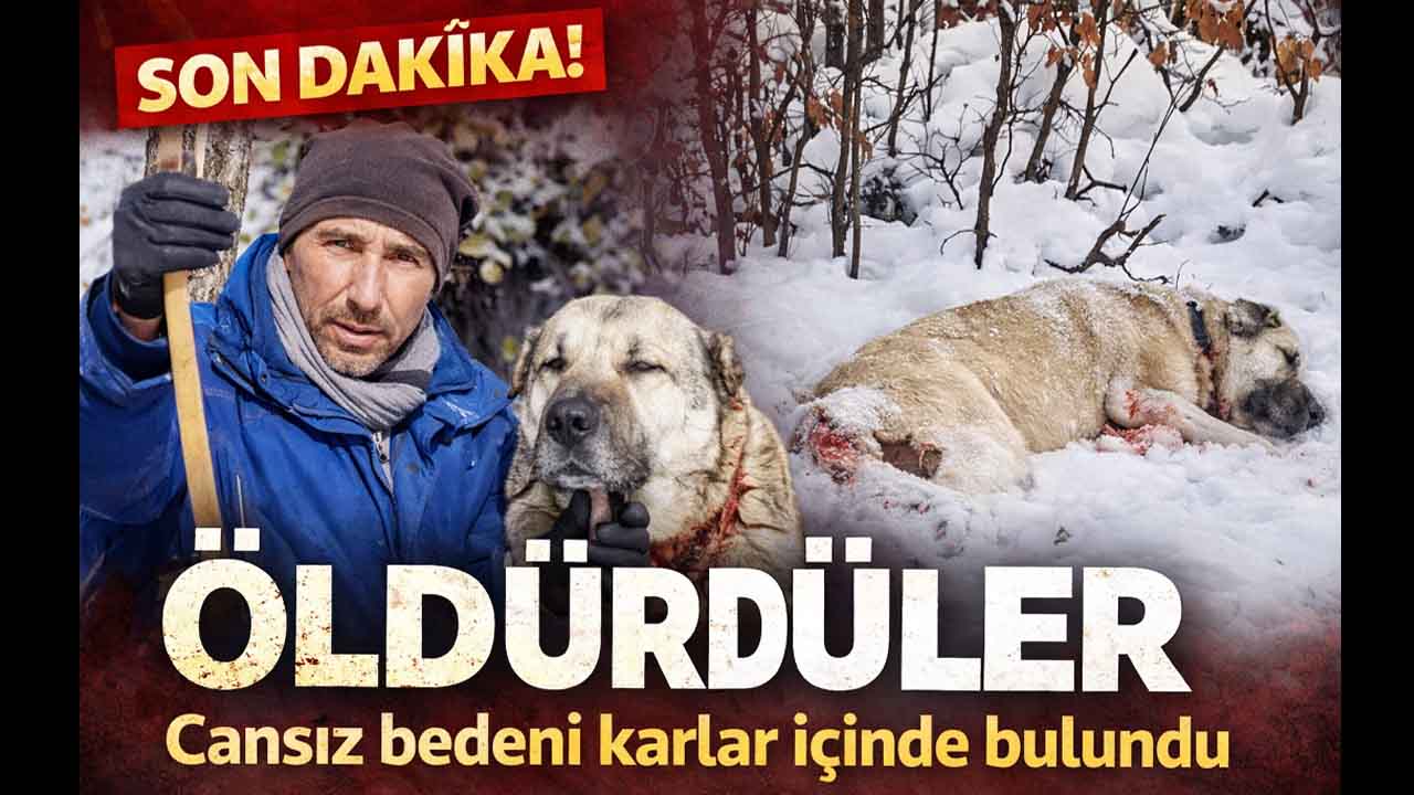 Yozgat’ın Akdağmadeni ilçesinde çoban köpeği silahla vurularak öldürüldü