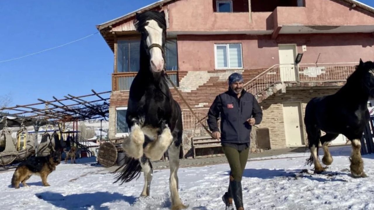 Ankara’da Kurtlarla Başlayan Bir Hayal Gerçek Oldu: Doğayla İç İçe Bir Çiftlik Yaşamı