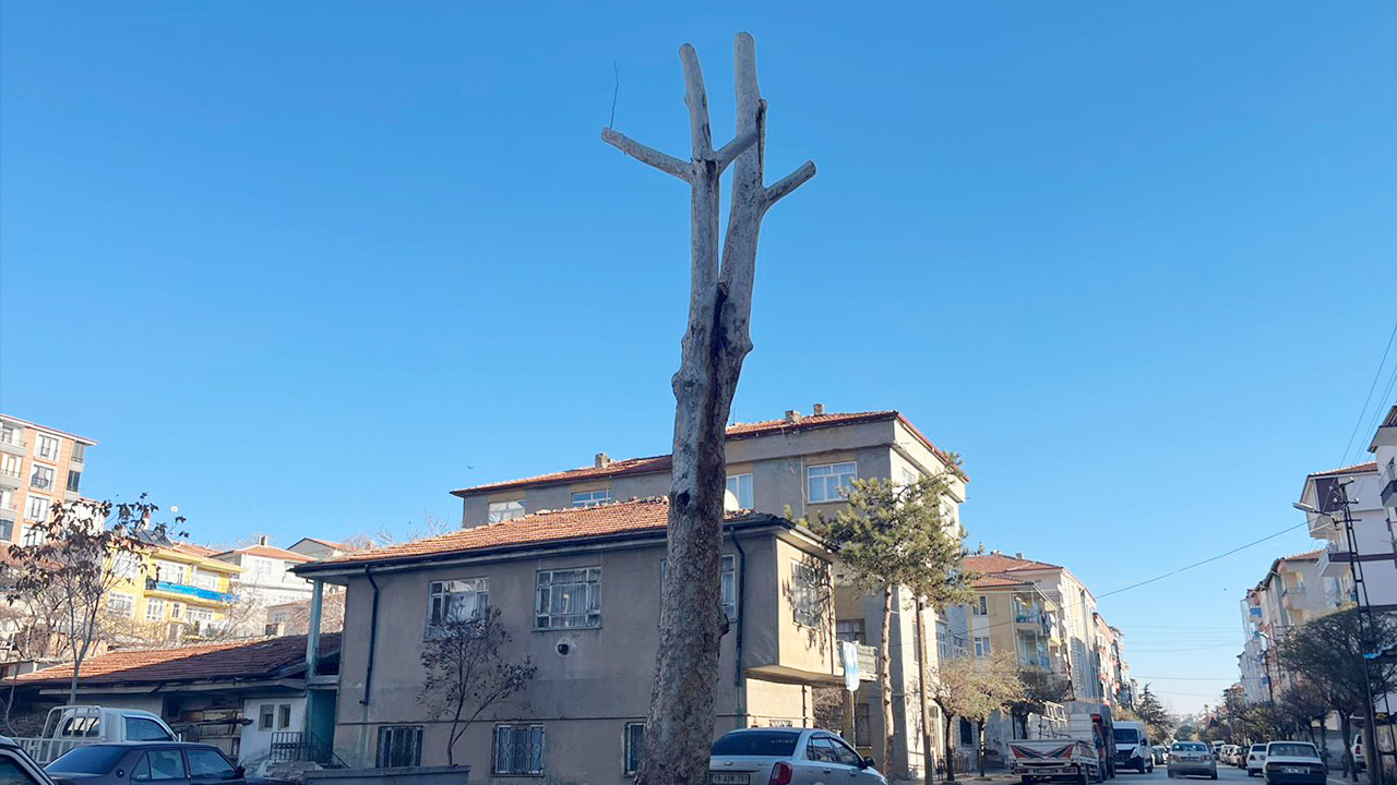 Yerköy’ün Simgesi Asırlık Çınar Bakıma Alındı