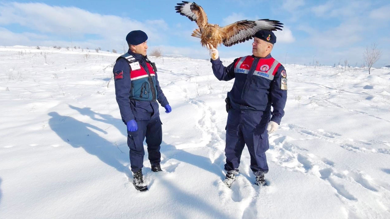 Yozgat’ta yaralı kızıl şahine jandarma şefkati