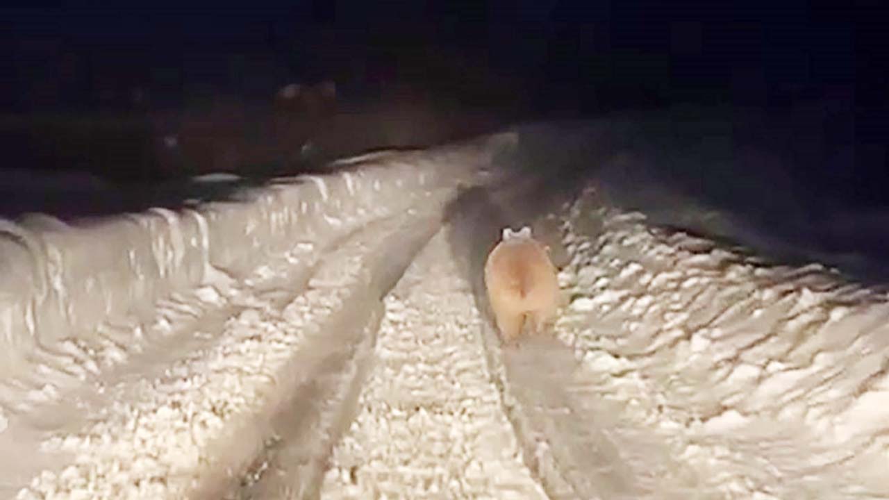Yozgat Dönüşü Karşılarına Çıktı: Görenler Şaşkına Döndü