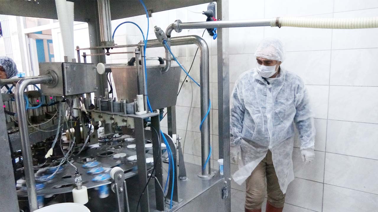 İstanbul’u Bıraktılar, Yozgat’ta Üretime Koştular: Günde 1,5 Ton Süt Üretiyorlar