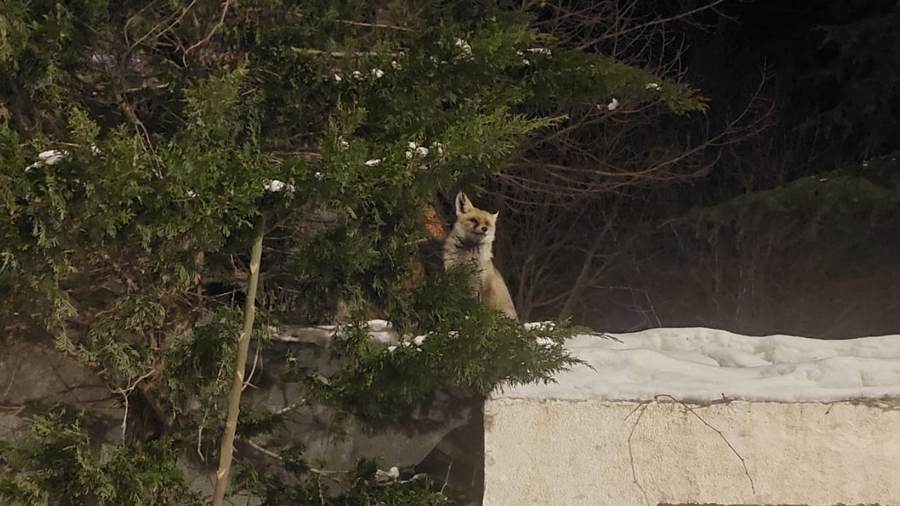 Yozgat'ta Tilki Şehir Merkezinde Yiyecek Aradı