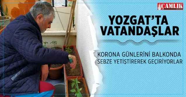 Yozgat'ta vatandaşlar korona günlerini balkonda sebze yetiştirerek geçiriyorlar