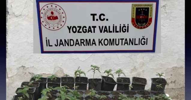 Yozgat’ta 72 kök hint keneviri ele geçirildi