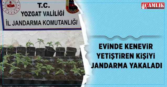 Evinde kenevir yetiştiren kişiyi Jandarma yakaladı