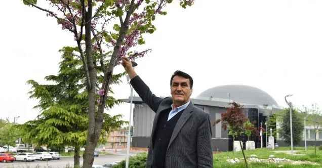 Bursa’da erguvan mevsimi başlıyor