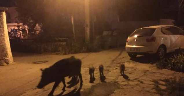 Aç kalan domuz ailesi Bodrum’a indi