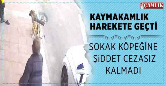 Sokak hayvanların şiddet cezasız kalmadı